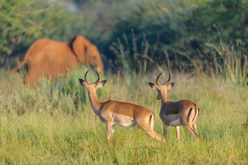 Impala {Aepyceros melampus} watching African bush elephant (Loxodonta africana) aka African savanna elephant or African elephant. North West Province. South Africa
