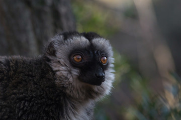 Lemur de Cara Blanca - White Fronted Lemur