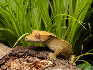 Crested Gecko on a log