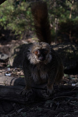 Lemur de Cara Blanca - White Fronted Lemur