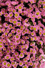 Fototapeta premium Flowers 