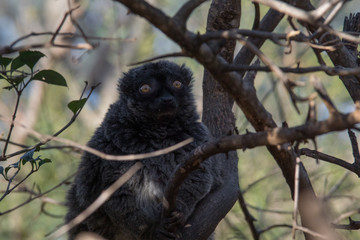 Lemur de Cara Blanca - White Fronted Lemur