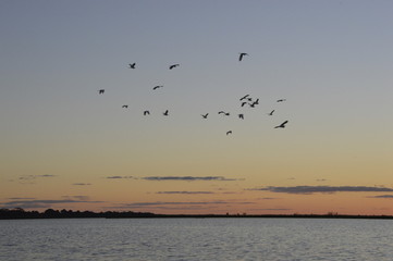 Fototapeta na wymiar Aves en vuelo, Laguna Ibera