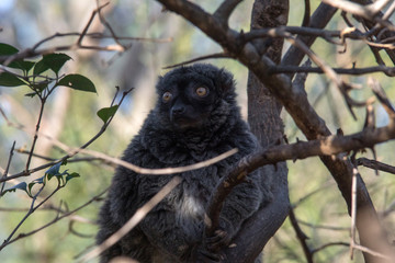 Lemur de Cara Blanca - White Fronted Lemur