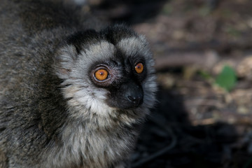 Lemur de Cara Blanca - White Fronted Lemur