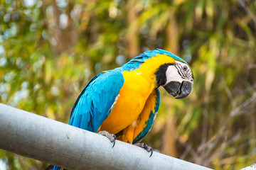 Single Blue and Yellow Macaw in the Natural background.Thailand.