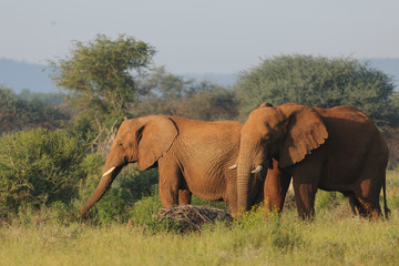 Fototapeta na wymiar African bush elephant (Loxodonta africana) aka African savanna elephant or African elephant. North West Province. South Africa