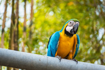 Single Blue and Yellow Macaw in the Natural background.Thailand.