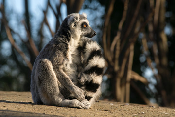 Naklejka na ściany i meble Lemur de cola anillada