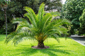 Obraz premium Palmeira