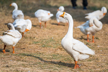 Obraz premium Masses duck in the Farm.Thailand.
