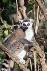 Lemur de cola anillada