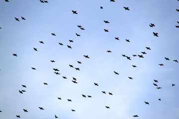 flock of birds flying in the sky