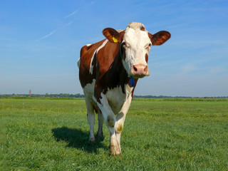 Fototapeta na wymiar Oncoming approaching walking red pied cow with self-assured expression under a blue sky and a distant horizon.