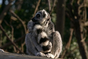 Fototapeta premium Lemur de cola anillada