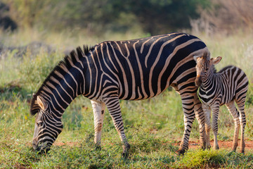 Plains zebra (Equus quagga, prev. Equus burchellii), aka common zebra, Burchell's zebra or quagga mare and foal. North West Province. South Africa