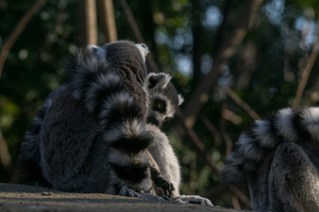 Lemur de cola anillada