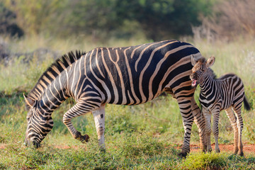 Fototapeta na wymiar Plains zebra (Equus quagga, prev. Equus burchellii), aka common zebra, Burchell's zebra or quagga mare and foal. North West Province. South Africa