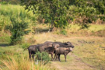Fototapeta premium Water buffalo eating grass in field.Flocks of buffalo in the countryside Thailand.