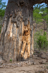 Damage to Baobab trees bark around the trunk