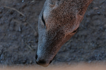 The head of a young moose.