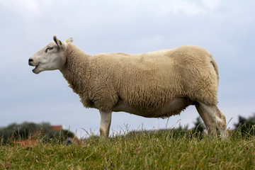 Naklejka na ściany i meble Bleating sheep is standing firm on the grass, on a dike in Holland.