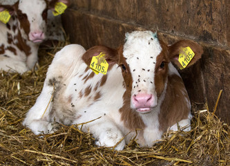 Young red pied newborn calf lies in the straw in the stable, with soft pink muzzle and flies on its head. © Clara