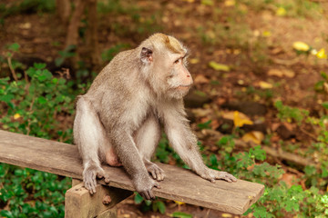 Fototapeta premium Sitting monkey in the jungle park