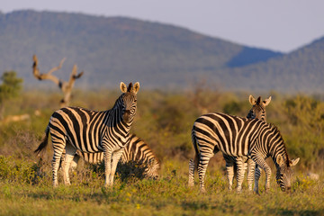 Fototapeta na wymiar Plains zebra (Equus quagga, prev. Equus burchellii), aka common zebra, Burchell's zebra or quagga. North West Province. South Africa