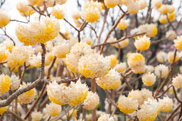 Edgeworthia chrysantra Lindl.