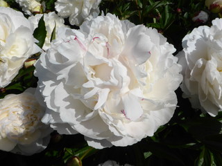 Obraz premium Flowers