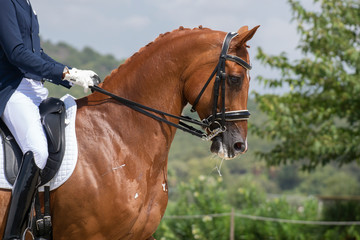 caballo de raza hannoveriano en una competicion de doma clasica © Azahara