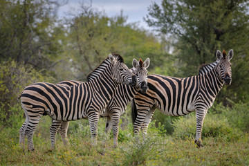 Fototapeta na wymiar Plains zebra (Equus quagga, prev. Equus burchellii), aka common zebra, Burchell's zebra or quagga. North West Province. South Africa