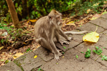 Sitting monkey in the jungle park