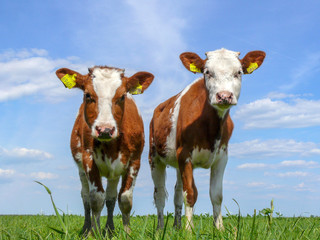 Two brown and white calves stand together in front of a straight horizon. © Clara