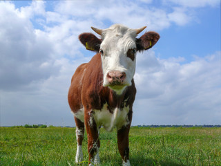 Oncoming red pied cow with pale pink tiny horns, one eye patch, under a blue cloudy sky and a distant horizon.