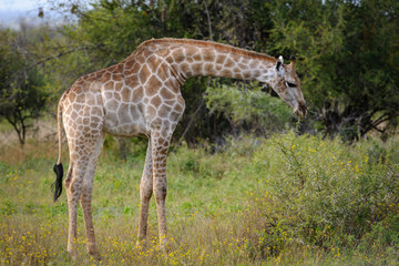 Naklejka na ściany i meble South African giraffe or Cape giraffe (Giraffa camelopardalis giraffa) feeding. North West Province. South Africa