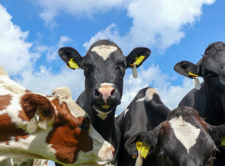 A young cow, wearing anti fly clip, in the middle of a group of cows looks curiously above the...