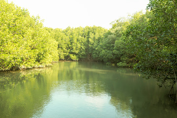 Mangrove forest river green perfect nature background in Thailand