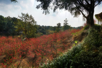 Pink plum blossom, Mount Xiqiao, Foshan, Guangdong, China. The mountain is an important scenic area and designated as a national forest park and national geological park.