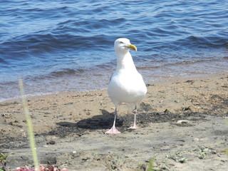 Baikal gull waiting for feed