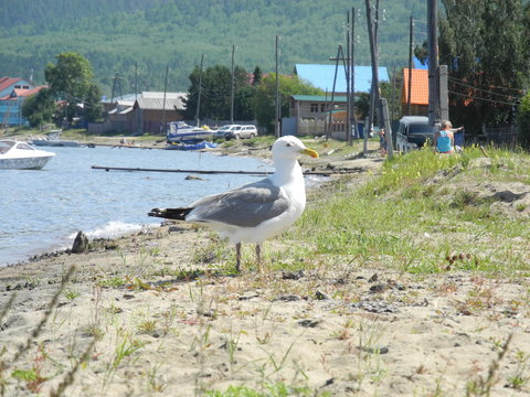 Baikal gull on the shore of the village of Maksimikha Barguzinsky Bay