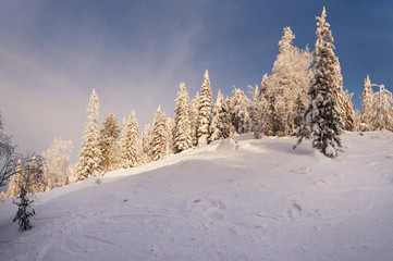 Mighty snow forest on the mountain 