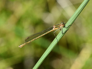 The emerald damselfly Lestes sponsa sitting in vegetation