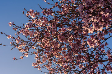 Beautiful nature scene. Spring almond flowers. Beautiful abstract almond flowers background. Springtime at field in Valencia, Spain