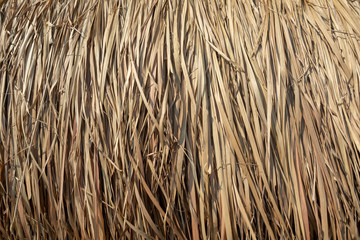 Old grass used for agriculture or also called straw