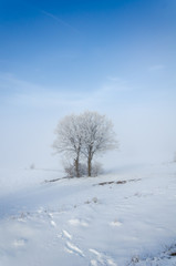 Tree is in fog in winter