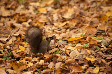 Fluffy squirrel tail visible among dry leaves