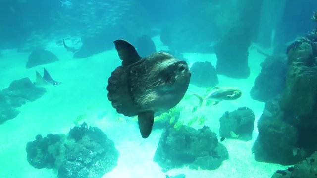 underwater world, big floppy sunfish is swimming in clear blue water, against the background of manta rays and schools of fish, a small sunfish swims past