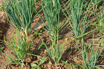Small onion on the farm in Thailand.